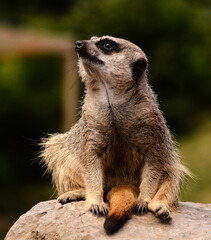 meerkat on guard