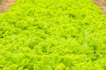 curly lettuce plantation with emphasis on its texture and its green color