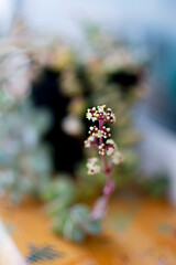 Delicate macro view of succulents with soft pastel flowers in natural tones