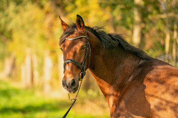 Obraz premium A brown horse head, in the autumn evening sun