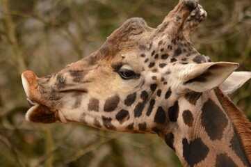 portrait of a giraffe