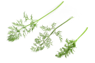 Dill herb set options path included isolated on white background as package design element