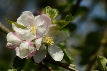 Fototapeta na wymiar tree blossom