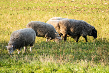 Schafe auf der Weide