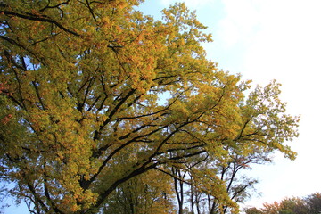Fototapeta premium Zarzecze park
