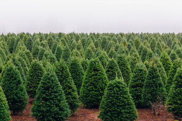 Christmas Tree Farm perfect rows of trees many