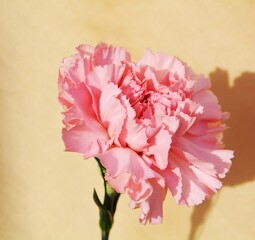 Carnation, pink flowers on a wooden background