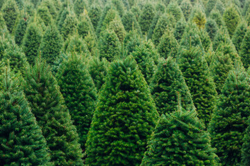Christmas Tree Farm perfect rows of trees many - obrazy, fototapety, plakaty