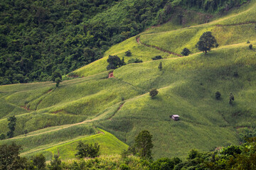 Green Terraces rice field, a beautiful natural beauty on mountain in Nan, Thailand - 393956593