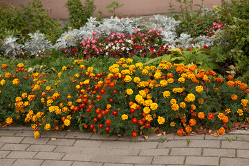 A flower bed with marigold Tagetes autumn flowers in the city center.