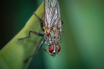 Naklejka premium Close up shot of a fly on a leaf