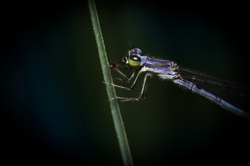 Close up shot of Dragonfly on a plant 
