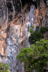 A male rock climber scales the famous limestone cliff face on Railay beach - 393956939