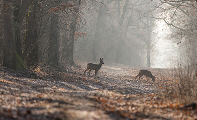 Roe deer(capreolus caproelus) in the middle of the forest © Kozma