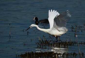 an egret hunting for its prey with its wings out ready to take the dive for that fish