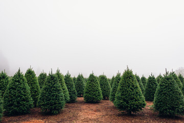 Christmas Tree Farm perfect rows of trees many