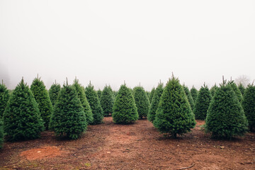Christmas Tree Farm perfect rows of trees many