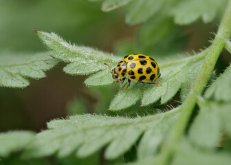Gelbschwarzer Marienkäfer, Zweiundzwanzigpunkt-Marienkäfer, Psyllobora vigintiduopunctata, auf einem Blatt