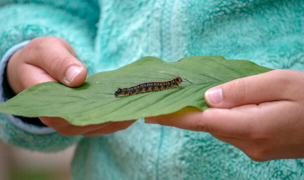 Cropped Image Of Person Holding Caterpillar On A Leaf