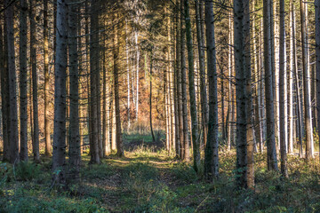 Lichtstimmung im Herbstlichen Mischwald