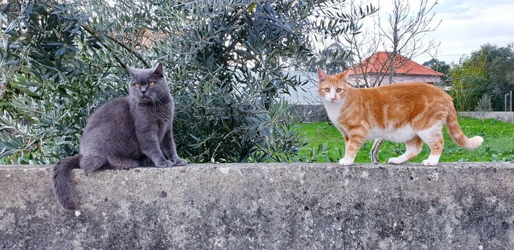 Scottish straight cat and red-headed cat on stone wall