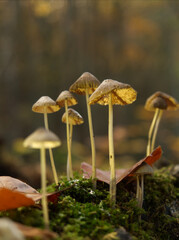 Searching for mushrooms in Jena at autumn with bottom perspective