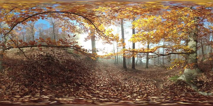 Sonniger Herbstwald mit Nebel, 360 Grad