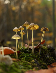 Searching for mushrooms in Jena at autumn with bottom perspective