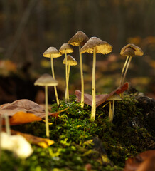Searching for mushrooms in Jena at autumn with bottom perspective