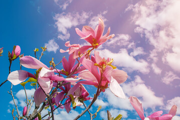Magnolia tree in blossom. beautiful purple flower.