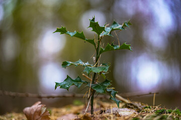 autumn leaves in the forest