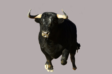 toro bravo español en un espectaculo de toreo en una plaza de toros