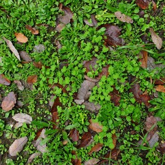 green grass lawn with autumn leaf