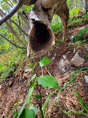 Hollow Log