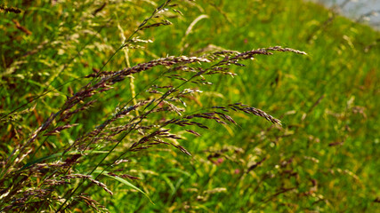 Tall grass moved by the slight wind. 