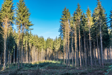 Fototapeta premium Waldrodung im Mischwald