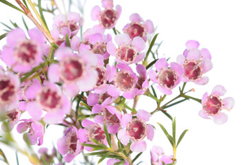 Fototapeta na wymiar Geraldton waxflower (Chamelaucium uncinatum) pink flowers isolated on white background