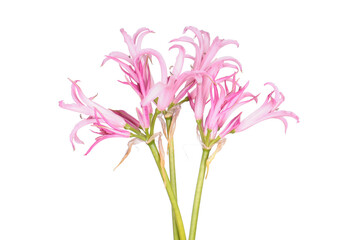 Nerine pink flowers isolated on white background