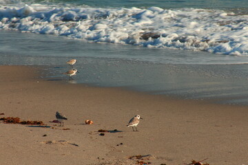 Birds on the coastline 