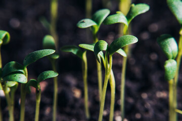 Small sprouts of greenery and herbs from the ground - close-up beds. Growing arugula and salad at home