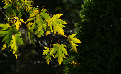 Maple Acer saccharinum with  green leaves against sun. Close-up bright foliage on Acer saccharinum on dark greenery background. Nature concept for any design. Selective focus. Place for your text