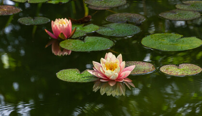 Two big amazing bright pink water lilies, lotus flowers Perry's Orange Sunset in garden pond. One nymphaea in focus on blurred bud background. Water lilies with water drops, reflected in water.