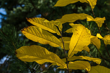 Yellow leaves of Asimina triloba or pawpaw in autumn garden against green blurred backdrop. Nature concept for any design  background. Place for your text