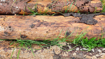 A closeup of a pile of firewood in the forest
