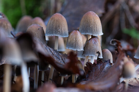 Common ink cap, bell shaped brown and grey wild forest mushrooms growing in clumps among moss and fallen leaves macro autumn dreamy blurred moody background