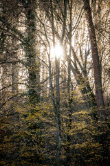 Lichtstimmung im Herbstlichen Mischwald