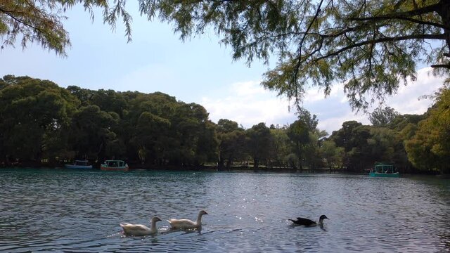 Vista de un lago en donde pasan unos patos nadando y unos botes en un paisaje arbolado.