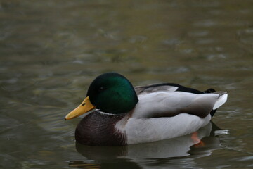 ente