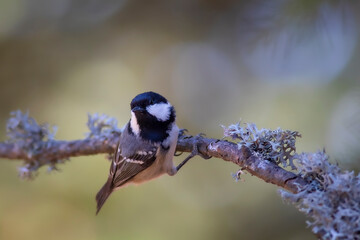 Cute bird coal tit. Colorful nature background. 