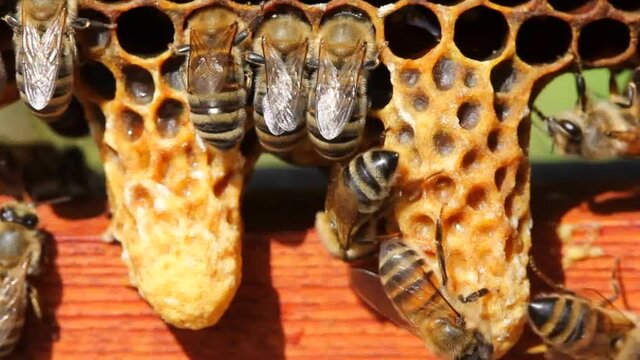 Bees take care of the development of their future queens.
The future Queen Bee develops in a wax cocoon.
